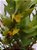 orquidea dendrobium anceps - Imagem 1