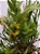 orquidea dendrobium anceps - Imagem 2
