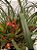 Orquídea Maxillaria Tenuifolia - A Encanto do Cheiro de Coco - Imagem 1