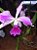 laelia purpurada flamea x laelia sincorana - Imagem 1
