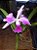 laelia purpurada flamea x laelia sincorana - Imagem 2