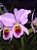 Cattleya Percivaliana - Orquídea Exótica - Imagem 1