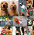 CATA CACA POOP - Imagem 5