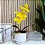 Arranjo de Orquidea Phalaenopsis Amarela Alice - Imagem 4