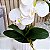 Arranjo de Orquidea Phalaenopsis Branca Alice - Imagem 2