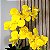 Arranjo de Orquidea Phalaenopsis Amarela Camile - Imagem 5