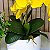 Arranjo de Orquidea Phalaenopsis Amarela Camile - Imagem 4