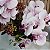 Orquidea Luxo Mescla - Imagem 2