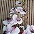 Orquidea Luxo Mescla - Imagem 3