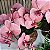 Orquidea Luxo Rosa Nude - Imagem 2