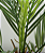 PLanta Palmeira Areca 90cm - Imagem 4