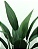 Planta Estrelicia 120cm - Imagem 3
