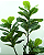 Planta Ficus Lyrata 130cm - Imagem 2