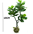 Planta Ficus Lyrata 130cm - Imagem 5