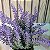 Regador de Lavanda GR - Imagem 4