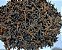 ANIS ESTRELADO FLOR 50g - CASERALLI - Imagem 2