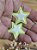 Estrelas Neon Emborrachadas (par) - Imagem 2