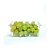 GF 501 GALVANOTEK EMBALAGEM P/ FRUTAS C/ 500 UNI (EXT:187X11 - Imagem 2