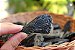 Cianita Negra - Vassoura de Bruxa (de 4cm a 6cm a unidade) | Pedra para Cura Energética e Proteção - Imagem 1