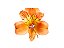 ALSTROEMERIA ORANGE QUEEN 080 CM - Imagem 1