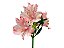 ALSTROEMERIA PAPILLON 080 CM ROSA - Imagem 1