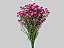 ASTER MARIANA 040 CM PINK - Imagem 1