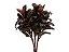 FOLHAGEM DRACENA BABY CHOCOLATE - Imagem 1