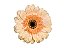 GERBERA CAFE DEL MAR < 050 CM > 10 CM DIAM - Imagem 1
