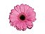 GERBERA SHANICE < 050 CM > 10 CM DIAM - Imagem 1