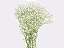 GYPSOPHILA DYNAMIC LOVE 070 CM MIN 250 GRAMAS - Imagem 1