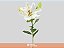 LIRIO ORIENTAL SISTO 080 CM HT MIN 3 FLS BRANCO - Imagem 1