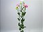 LISIANTHUS ARENA PINK 070 CM MIN 500 GRAMAS ROSA - Imagem 1