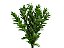 FOLHAGEM RUSCUS 040 CM - Imagem 1