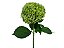 HORTENSIA FORCE 040 CM VERDE - Imagem 1