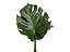 FOLHAGEM MONSTERA DELICIOSA M - Imagem 1