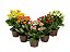KALANCHOE DOBRADO P11 - Imagem 1