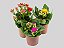 KALANCHOE DOBRADO MINI P06 - Imagem 1