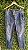 CALÇA JEANS  D T A  38 - Imagem 1