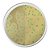 AGAR CROMOGENICO LISTERIA BASE (ISO 11290-1) 500G - KASVI - Imagem 1
