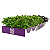 Kit - Microverdes de Rúcula e Repolho Roxo - Imagem 2