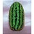 Sementes de Melancia Jubilee - 250g - Imagem 4