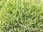 Semente Grama Esmeralda 1Kg Para 1000M² - Imagem 5