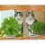 Sementes de grama e erva dos gatos – kit 3 envelopes de cada - Imagem 1