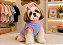 Roupa Pet Flanelada Fêmea Linha Básica | Direto da Fábrica | Atacado Gaby Feulo - Imagem 3