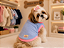 Roupa Pet Flanelada Fêmea Linha Básica | Direto da Fábrica | Atacado Gaby Feulo - Imagem 2