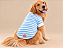T-Shirt Pet Petit Perle Azul Linha Premium 50% Algodão | Estampas Primavera Verão | Atacado - Imagem 2