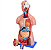 Modelo de Torso Humano de 85cm - Anatomia Completa em 25 Partes - Imagem 1