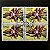 Quadra de Selos Comemorativos do Brasil - Cinquentenário da Sociedade Brasileira de Orquidófilos - Cattleya Guttata- 1987 - com carimbo comemorativo - ref.2859 - Imagem 1