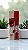 Gloss SOS Bocão Colors Volume Labial Vivai - Imagem 1