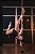 Body Star - Imagem 3